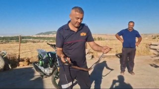 Yılanı eliyle yakalayarak kırsal alana bıraktı