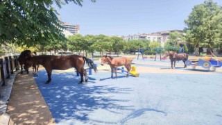 Yılkı atları çocuk parkını sevdi