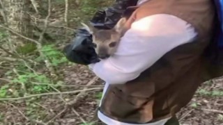 Yolunu kaybeden yavru karaca doğaya bırakılarak annesine kavuştu