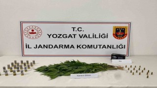 Yozgatta 14 kök kenevir ele geçirildi