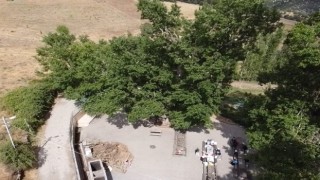 Yozgatta 2 asırlık “Ulu Kavak” ziyaretçilerini ağırlıyor