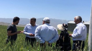 Yüksekovada hububat ekim alanların koruması için ziraat mühendisleri devrede
