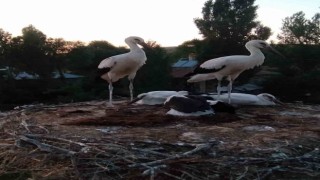 Yuvasından düşen leyleklerin yardımına itfaiye ekipleri yetişti