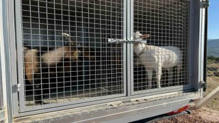 2 gündür sulama göletinde mahsur kalan 6 küçükbaş hayvan ve bir köpek itfaiye ekiplerince kurtarıldı