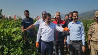 98 bin ton rekoltenin beklendiği Hassa üzümünde hasat vakti