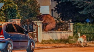 Aç kalan ayı başkentte şehre indi