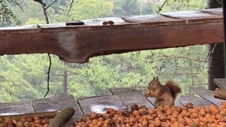 Adanada ceviz hasadı başladı