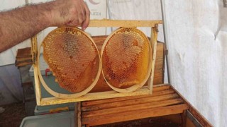 Adıyamanda bal sağımı yapılıyor