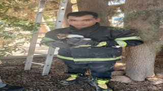 Ağaçta mahsur kalan kediyi itfaiye kurtardı