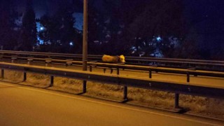 Ahırdan kaçan büyükbaş hayvan trafiği tehlikeye soktu