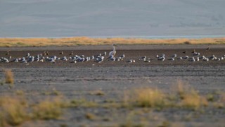 Ak Pelikan 40 sonra Vanda görüldü