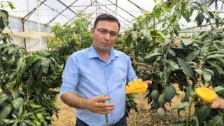Alanyada mango hasadı başladı