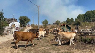 Alevlenen yangından hayvanlarını böyle kaçırdı