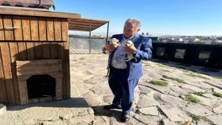 Ali Dağı Mini Çiftliğin sevimli patileri