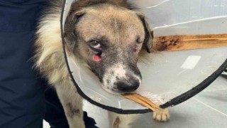 Alkollü şahsın vurduğu köpeği Hande Yener sahiplendi