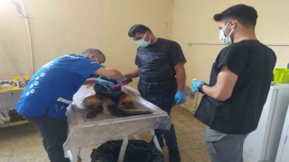 Alman kurdu cinsi köpek başarılı operasyonla kurtarıldı