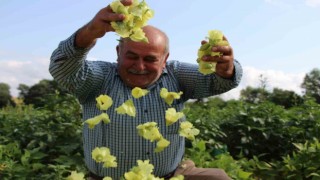 Amasyanın ‘tescilli sarı altını çiçek bamyası altından daha kolay satılıyor