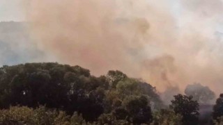 Anızdan ormana ve ayçiçeği tarlasına sıçrayan yangın söndürüldü