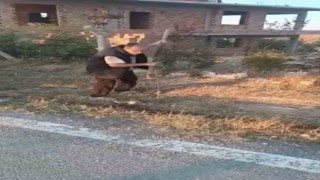 Ankaranın Polatlı ilçesinde vahşet