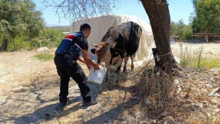 Antalyada ahır yangını: 3 inek, 12 keçi telef oldu