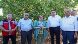 Antep fıstığı üreticisine alım ve ilaçlama müjdesi