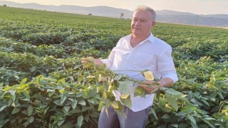 Arabanlı çiftçiler alternatif ürün olarak soya ekimine başladı