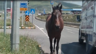 Ardahanda kara yoluna inen başıboş atlar tehlike saçıyor