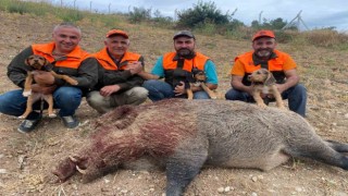 Avcılar 234 kiloluk yaban domuzu avladı