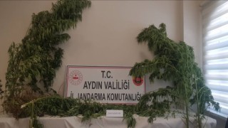 Aydında 44 kök kenevir ele geçirildi