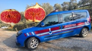 Aydın'da incir hırsızına suç üstü