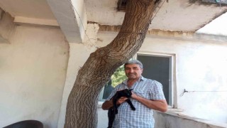 Baba yadigarı 45 yıllık dut ağacını kesmedi, evinin balkonundan geçirdi