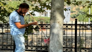 Bahçe Belediyesi, Ağaçları Zararlı Haşerelere Karşı Koruyor