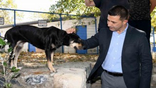 Başkan Günel: “Şartlar ne olursa olsun can dostlarımızı yaşatacağız”
