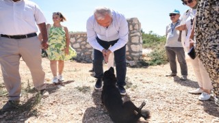 Başkan Şadi Özdemir, sokak hayvanları için hazırlanan projeyi inceledi