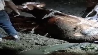 Bataklığa saplanan inek uzun uğraşlar sonucunda kurtarıldı