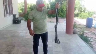 Batmanda düğünde gelin ve damada yılan şovu sürprizi