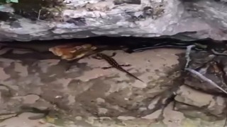 Batmanda nesli tehdit altında olan sarı benekli semender ve dev yengeç beraber görüldü