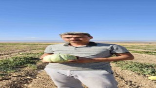 Beylikovanın ünlü Halilbağı Mühürlü Kavunu üreticinin yüzünü güldürdü