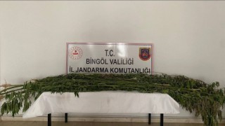 Bingölde 3 farklı noktada bin 939 kök kenevir bitkisi ele geçirildi