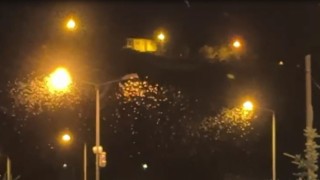 Bir günlüklerin ölüm uçuşu başladı: Mayıs sineklerinin kanat çırpması kamerada