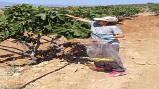 Bozdoğanda incir üreticilerine hasat öncesi pestisit denetimi