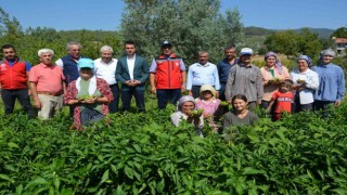 Bozdoğanda turşuluk kardolua biber çeşidinin ilk hasadı yapıldı