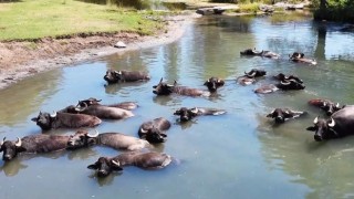 Burası Serengeti değil Erzincan Ovası