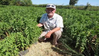 Burhaniye Stevia üretim merkezi oldu