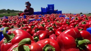 Çanakkale kapya biber üretiminde Türkiyede birinci sırada