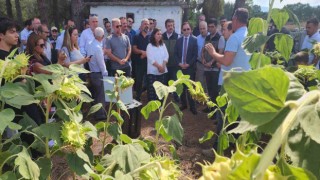 Çanakkalede yerli ve milli ayçiçeği hasadı başladı