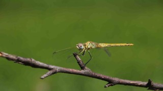 Çankırıda yusufçuk mevsimi