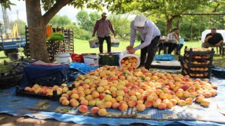 Çarşamba Ovasında şeftali hasadı