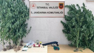 Çatalcada jandarmanın baskın yaptığı evden 50 kök kenevir ele geçirildi