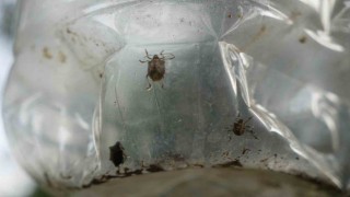 Çiftçinin baş belası kahverengi kokarca, nemi seviyor